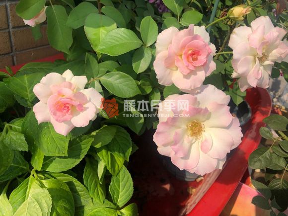 馬蒂爾達/瑪?shù)贍栠_月季