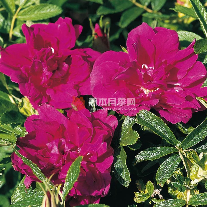 萊伊城薔薇園
