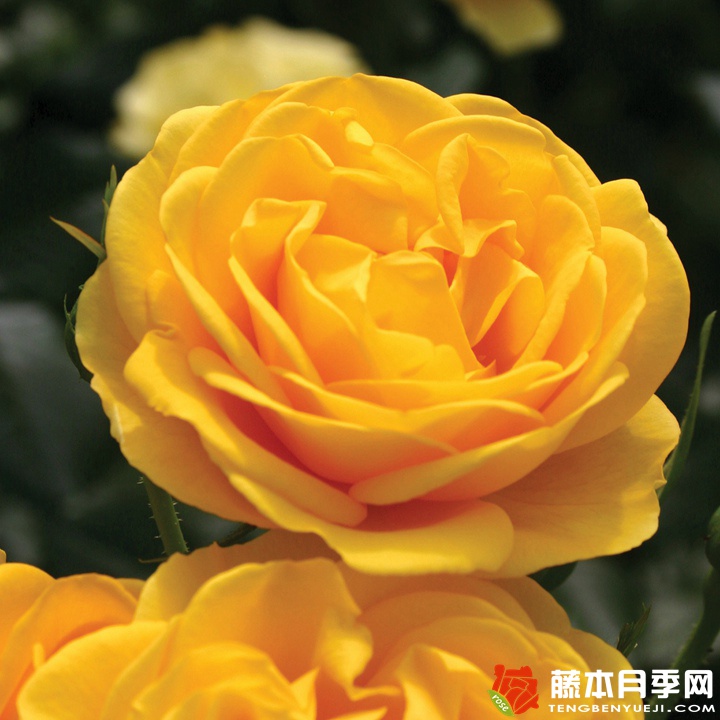 黃色絨球/陽(yáng)光絨球月季