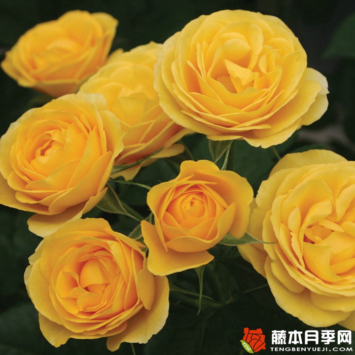 黃色絨球/陽(yáng)光絨球月季
