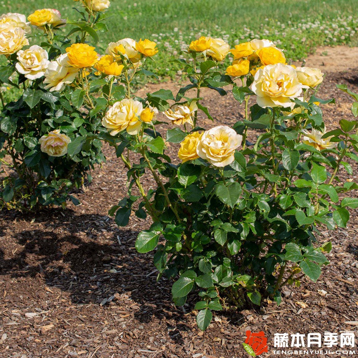 黃色絨球/陽(yáng)光絨球月季