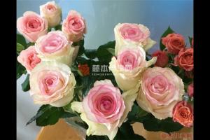 快樂之源月季優(yōu)缺點(diǎn)分析