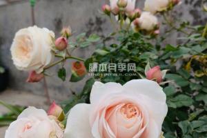 彗星王陽臺月季優(yōu)缺點(diǎn)分析