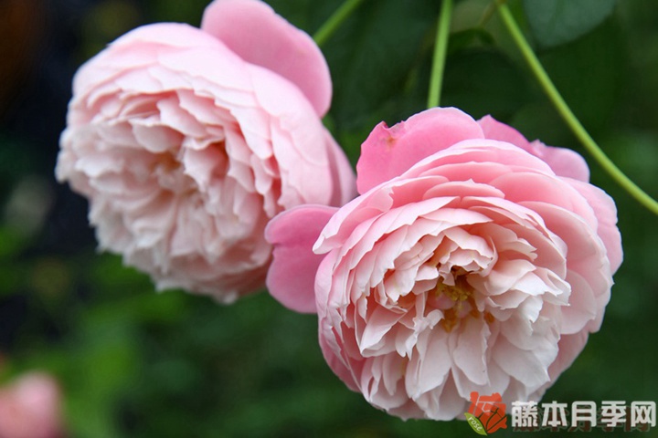 羽毛月季優(yōu)缺點