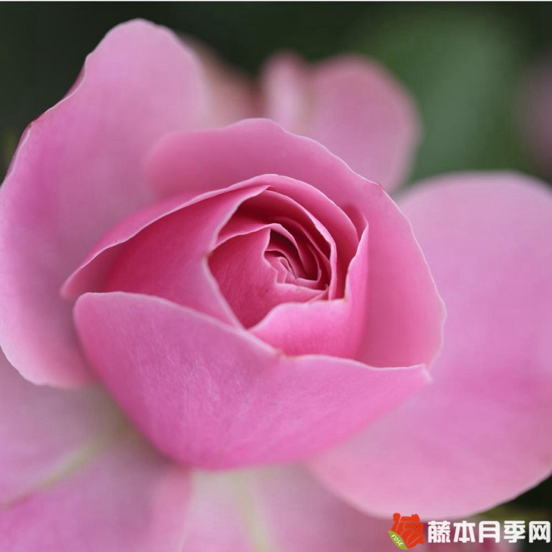 迷你達芬奇月季