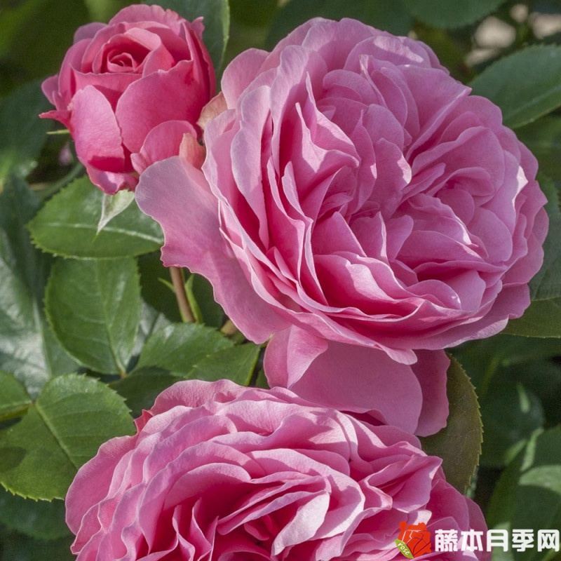 迷你達芬奇月季
