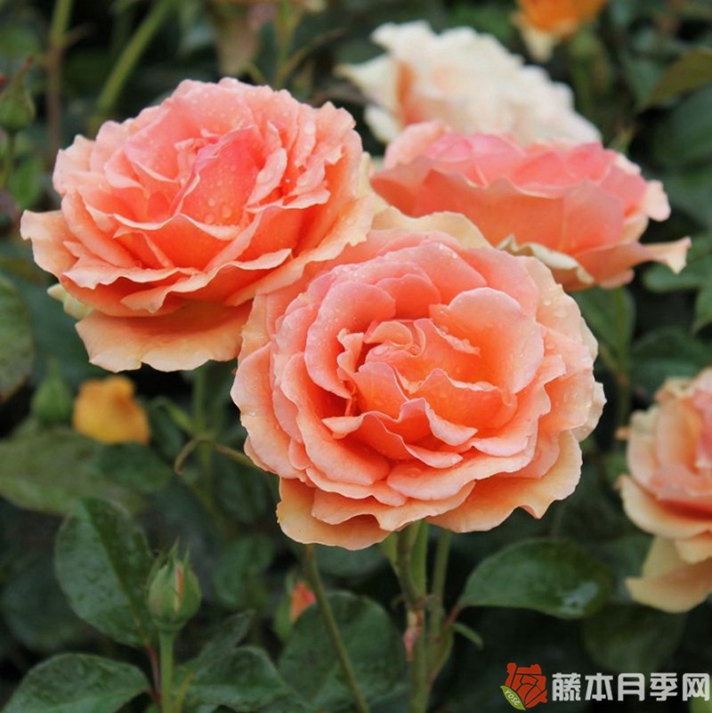 道場/阿什拉姆月季