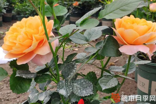 假日公主月季優(yōu)缺點