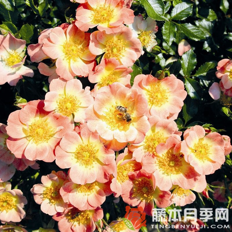 杏色蜜蜂樂(lè)園月季
