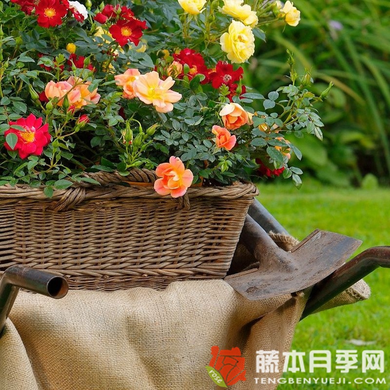 杏色蜜蜂樂(lè)園月季