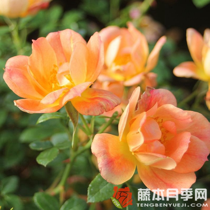 杏色蜜蜂樂(lè)園月季