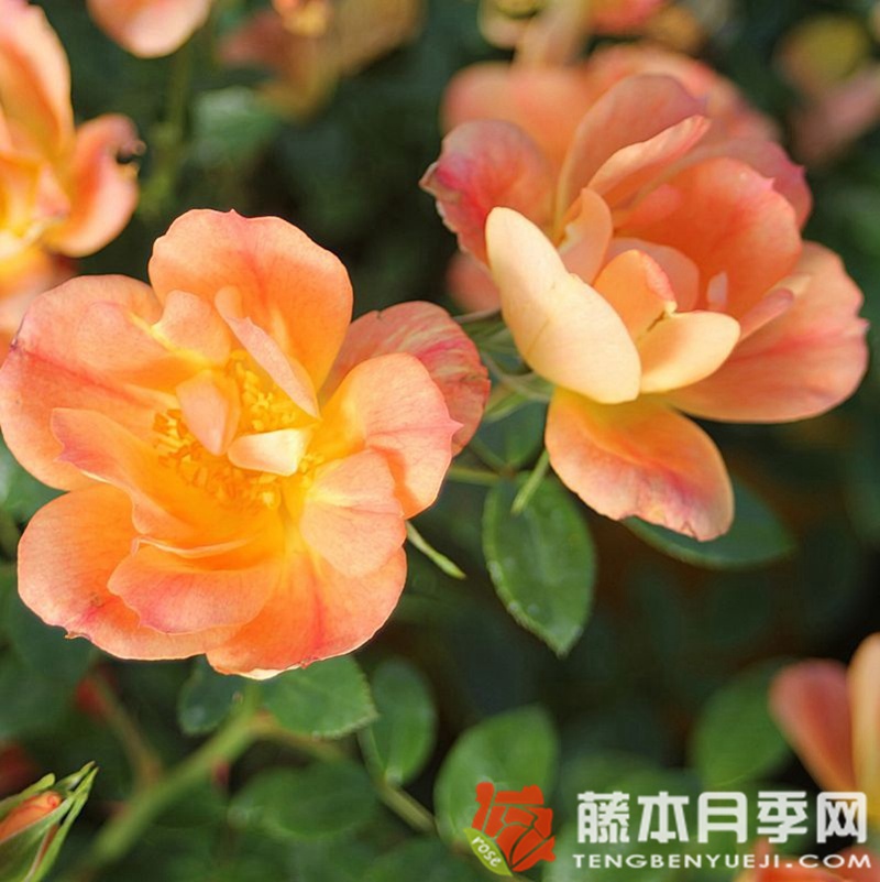 杏色蜜蜂樂(lè)園月季