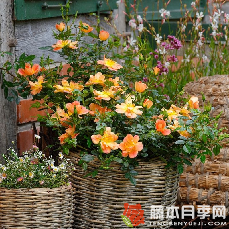 杏色蜜蜂樂(lè)園月季