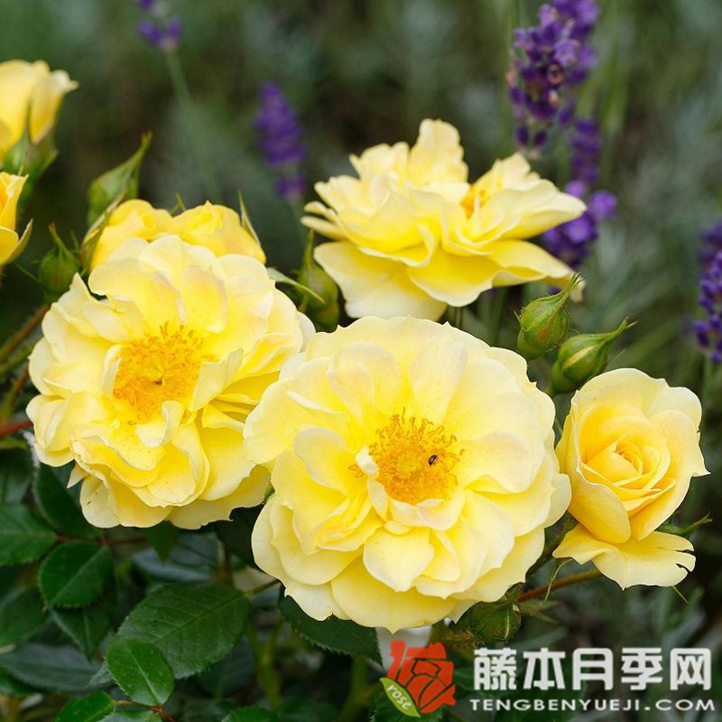 黃色蜜蜂樂園月季