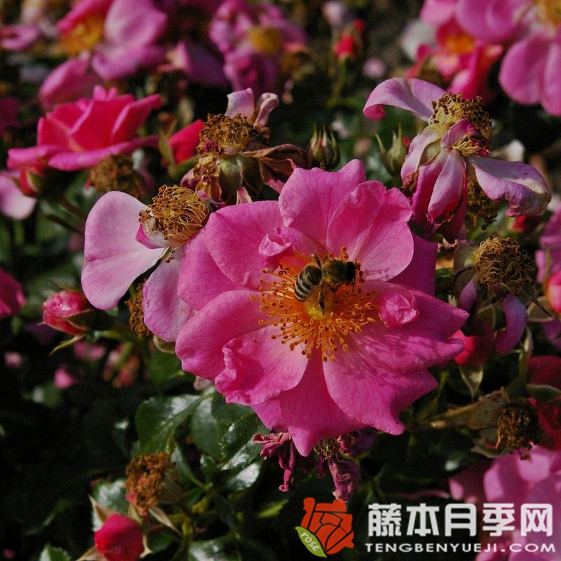 玫紅蜜蜂樂(lè)園