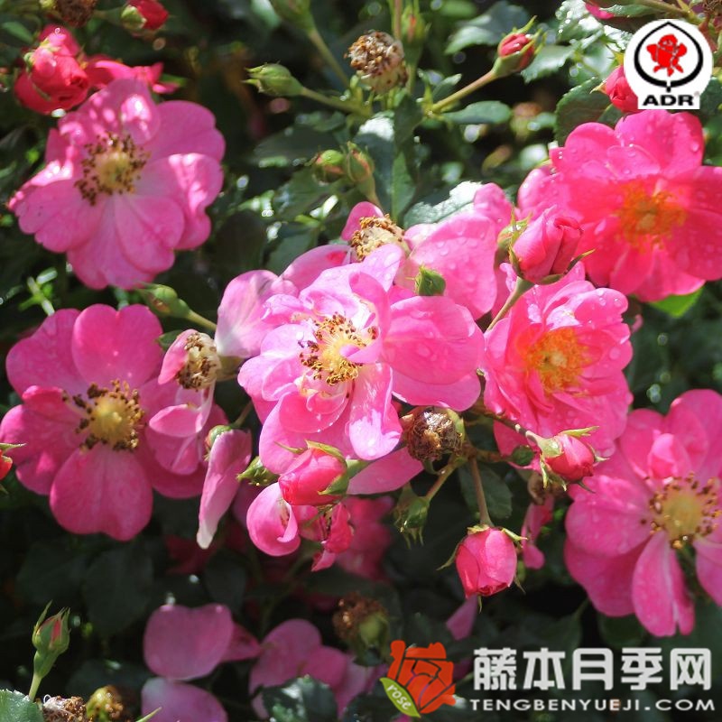 玫紅蜜蜂樂(lè)園
