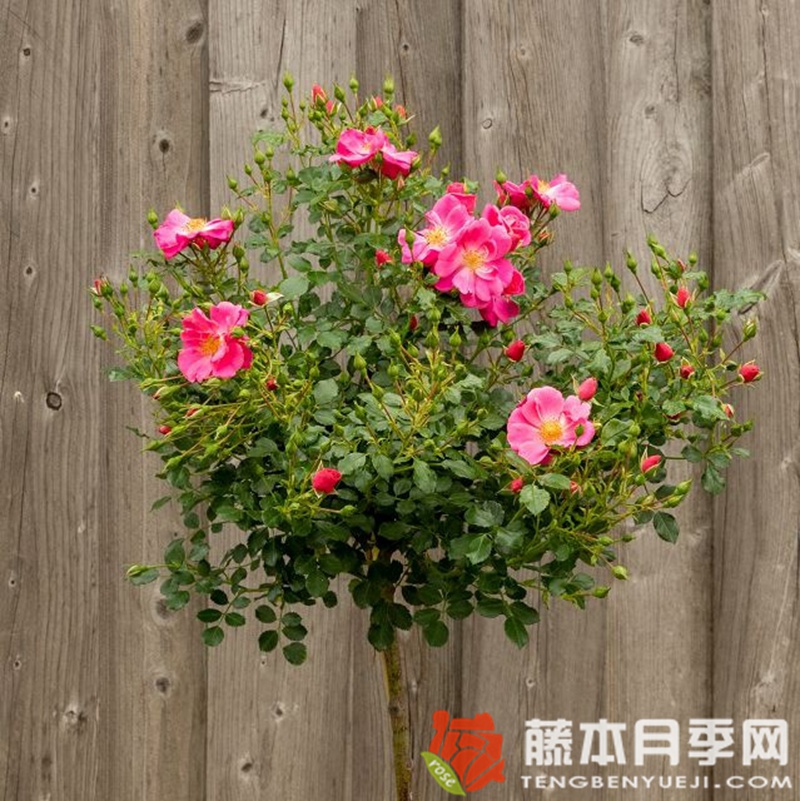 玫紅蜜蜂樂(lè)園