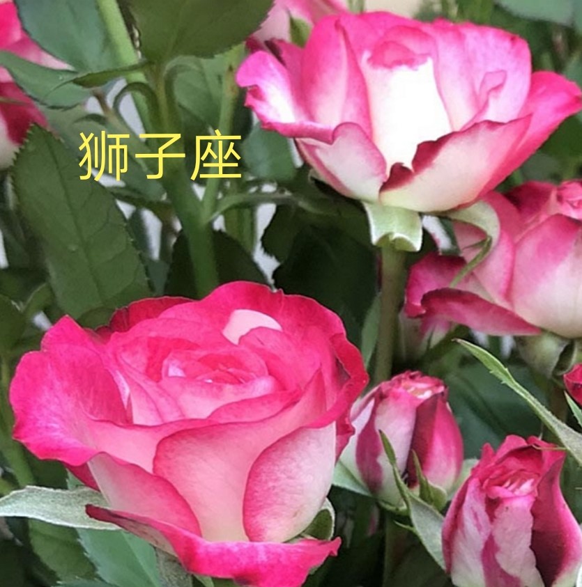 復(fù)色獅子座月季優(yōu)缺點(diǎn)