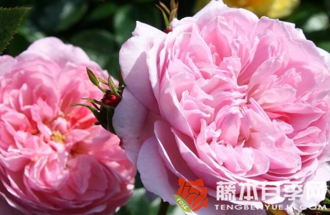 女王的倫敦孩子月季優(yōu)缺點