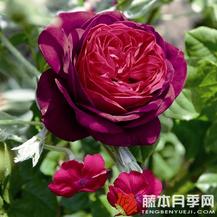 哈登伯格伯爵夫人月季