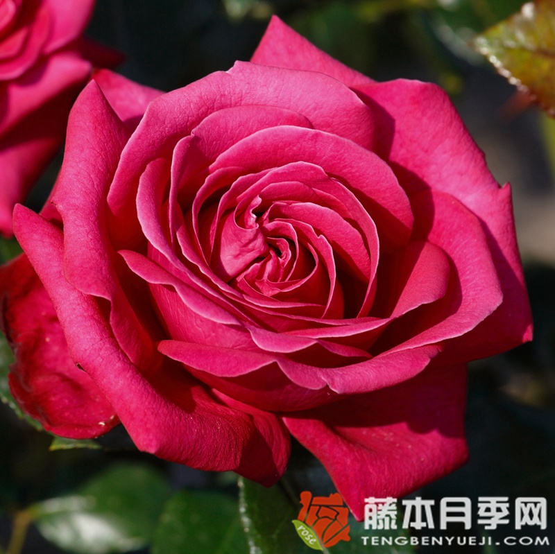辣妹月季