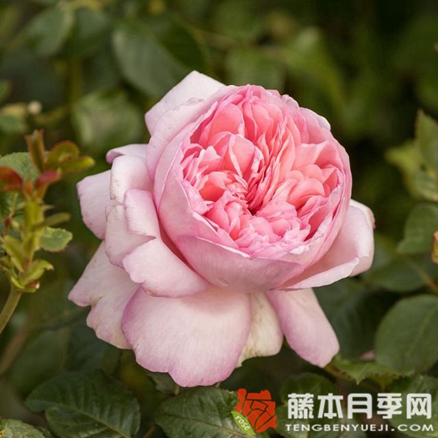 遠(yuǎn)古大陸月季