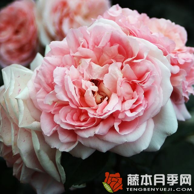 遠(yuǎn)古大陸月季