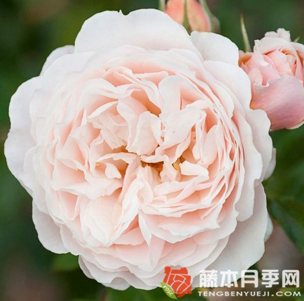 片刻月季優(yōu)缺點(diǎn)