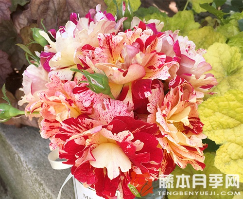 尼梅特月季優(yōu)缺點(diǎn)