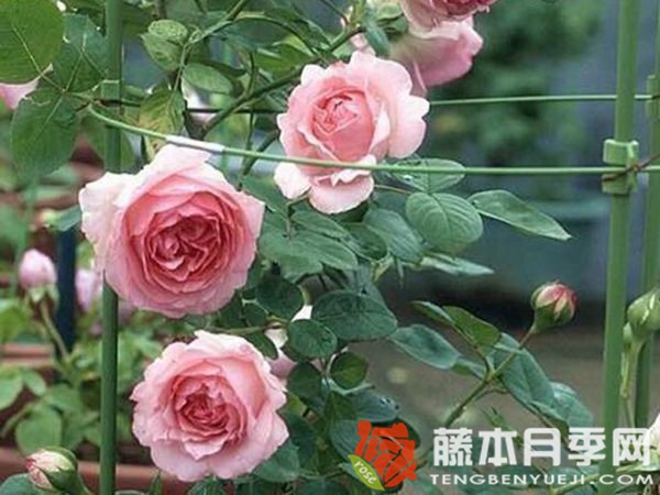 藤本歷史月季優(yōu)缺點