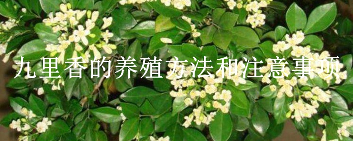 九里香的養(yǎng)殖方法和注意事項(xiàng)(詳細(xì)解答)