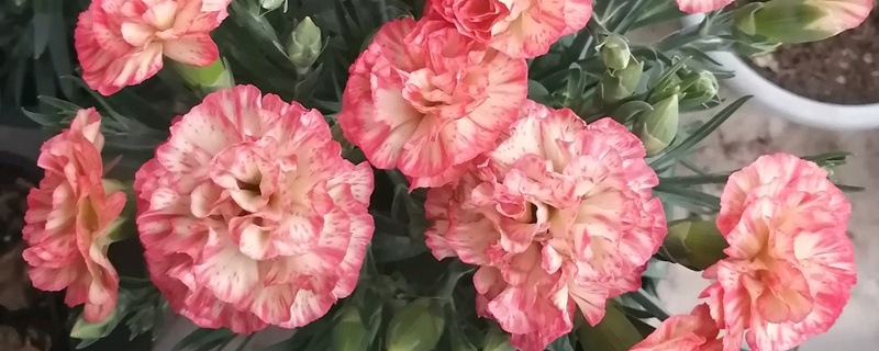 康乃馨的養(yǎng)殖方法和注意事項(新手攻略)