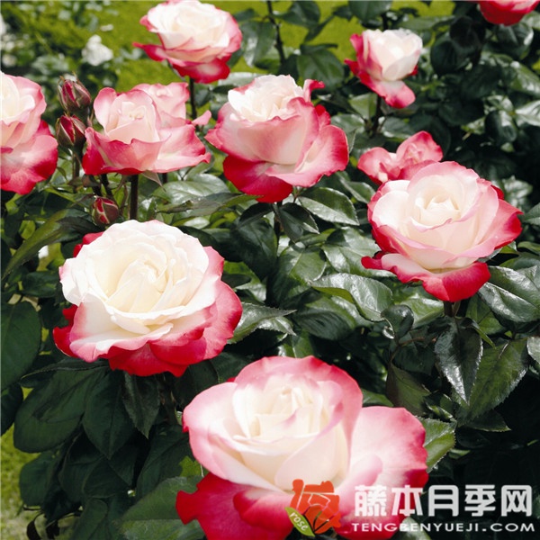 思鄉(xiāng)月季/懷舊鄉(xiāng)愁月季優(yōu)缺點(diǎn)