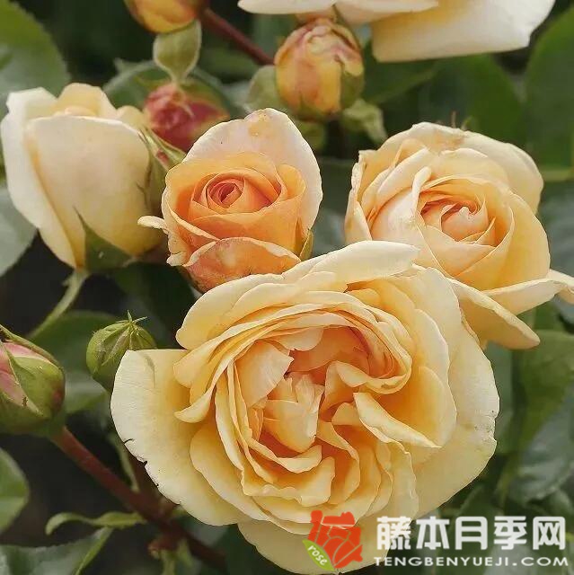 生生不息月季優(yōu)缺點