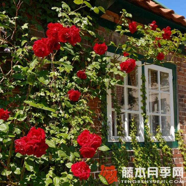 桑塔納月季
