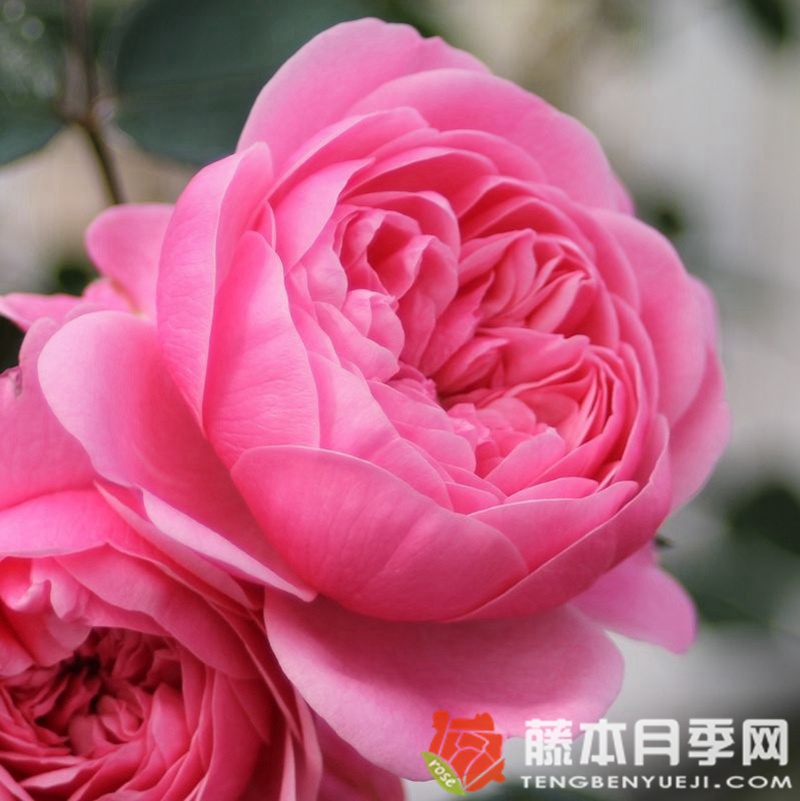 月季花的花語(yǔ)是什么