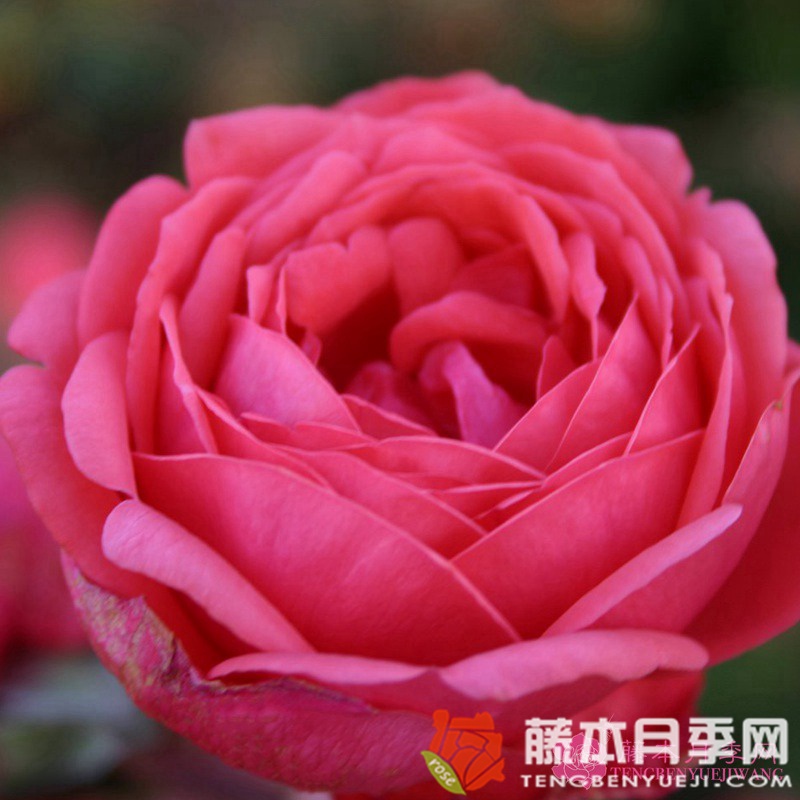 花園公主月季優(yōu)缺點