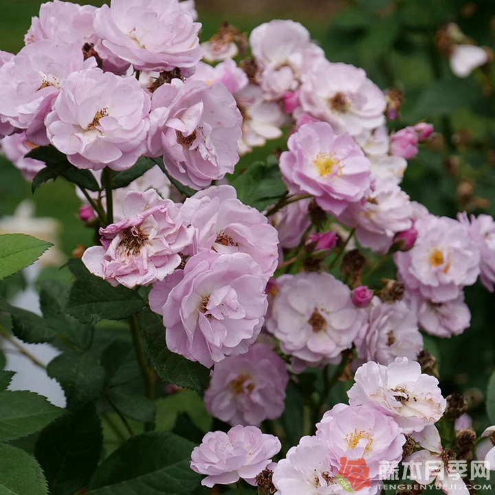 丁香花束月季優(yōu)缺點