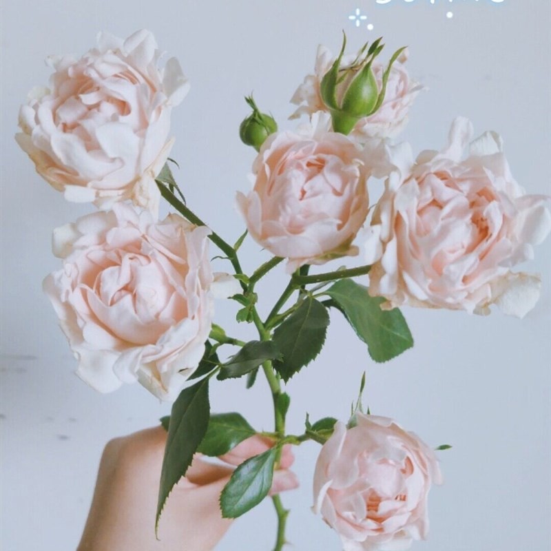 蘇芬/?？麑殞?/></p>          </div>

        <div   id=