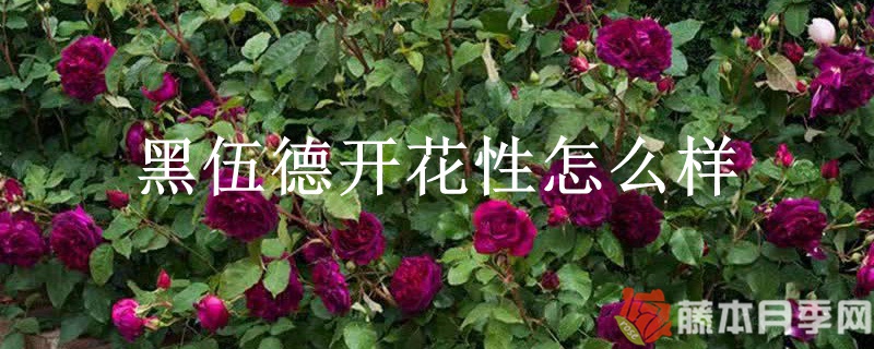 黑伍德開(kāi)花性怎么樣