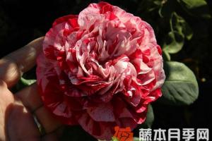 樹莓條紋月季優(yōu)缺點(diǎn)分析