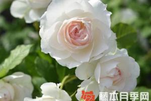 黎明月季優(yōu)缺點分析