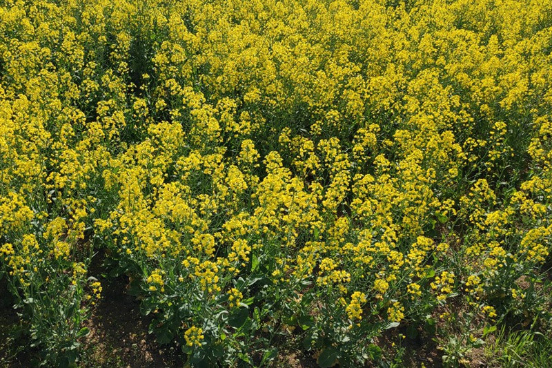 油菜花什么時(shí)候開花(油菜花花期)