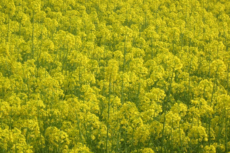 婺源油菜花什么時(shí)候開(kāi)