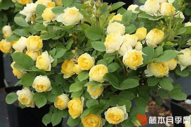月季開花機器第一名