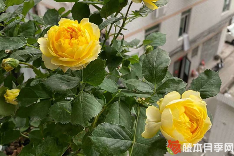 月季開花機器第一名