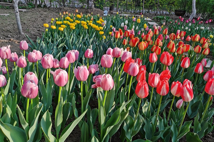 郁金香什么時(shí)候開花(郁金香花期)