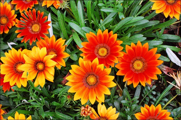 勛章菊的花期多久，什么時(shí)候開(kāi)花