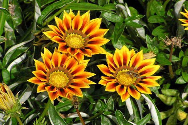 勛章菊的花期多久，什么時(shí)候開(kāi)花