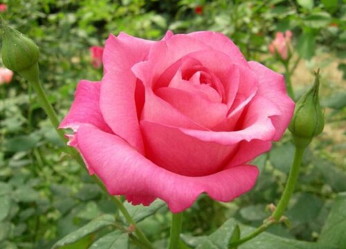 月季花葉子發(fā)黃的原因有哪些？